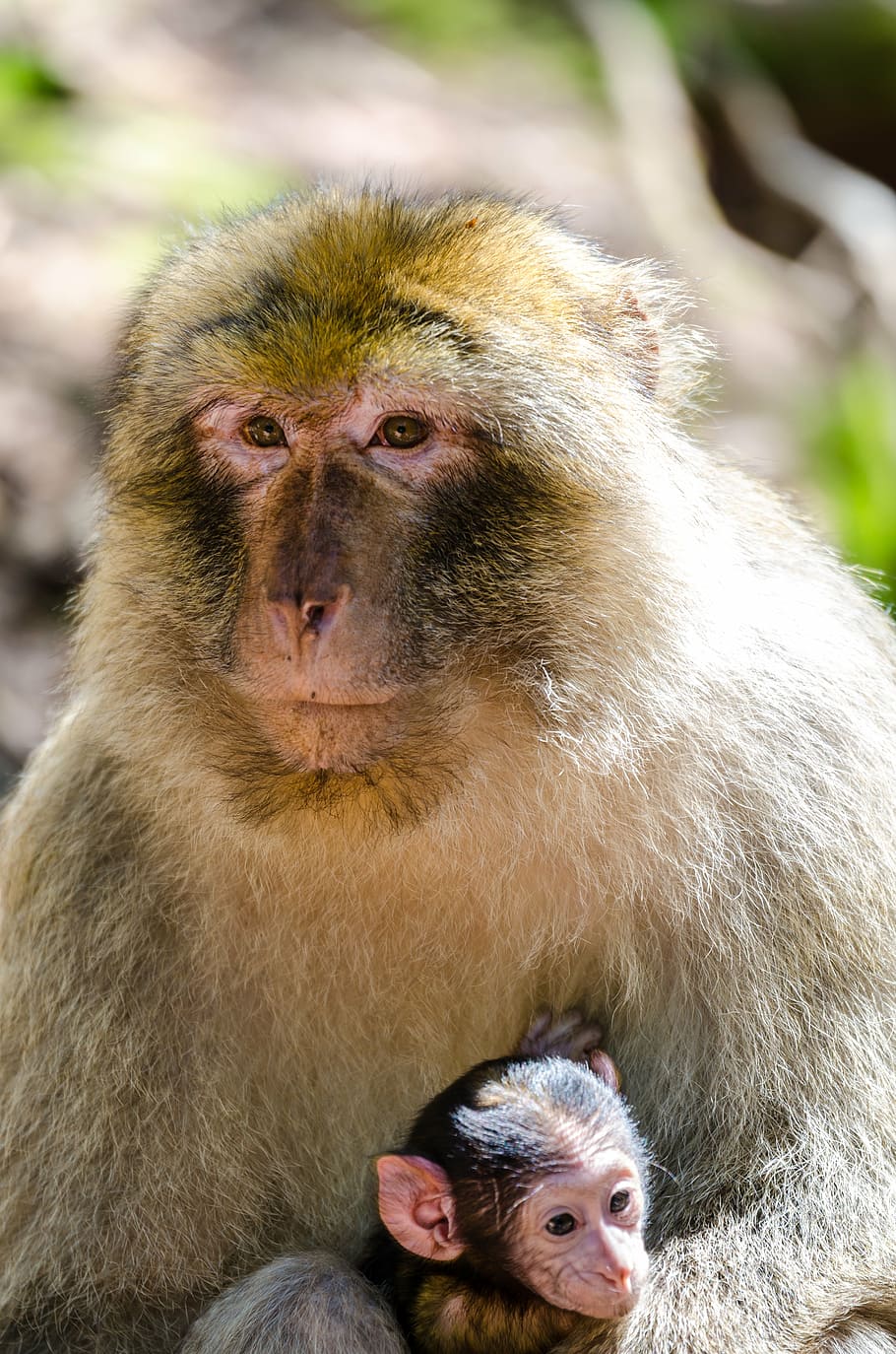 macaque, monkey, animal, animals in the wild, primate, looking at camera HD wallpaper