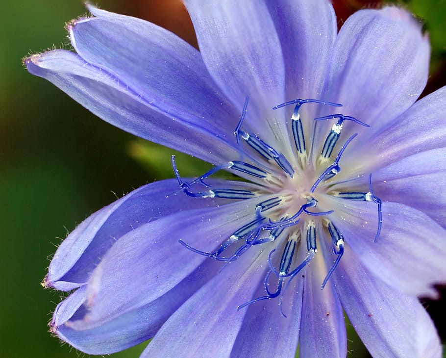 nature, garden, petals, blur, asteraceae, beautiful, bloom, blooming HD wallpaper