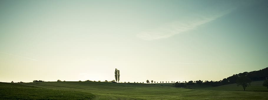 landscape, tree, nature, sunset, evening, grove of trees, meadow HD wallpaper