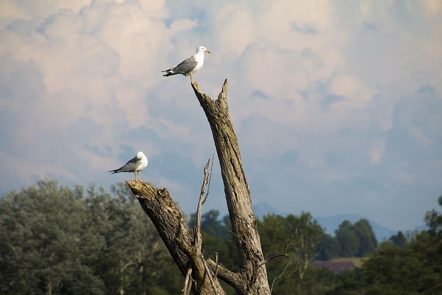 gulls, branch, log, birds, tribe, nature, day, sit, clouds, HD wallpaper