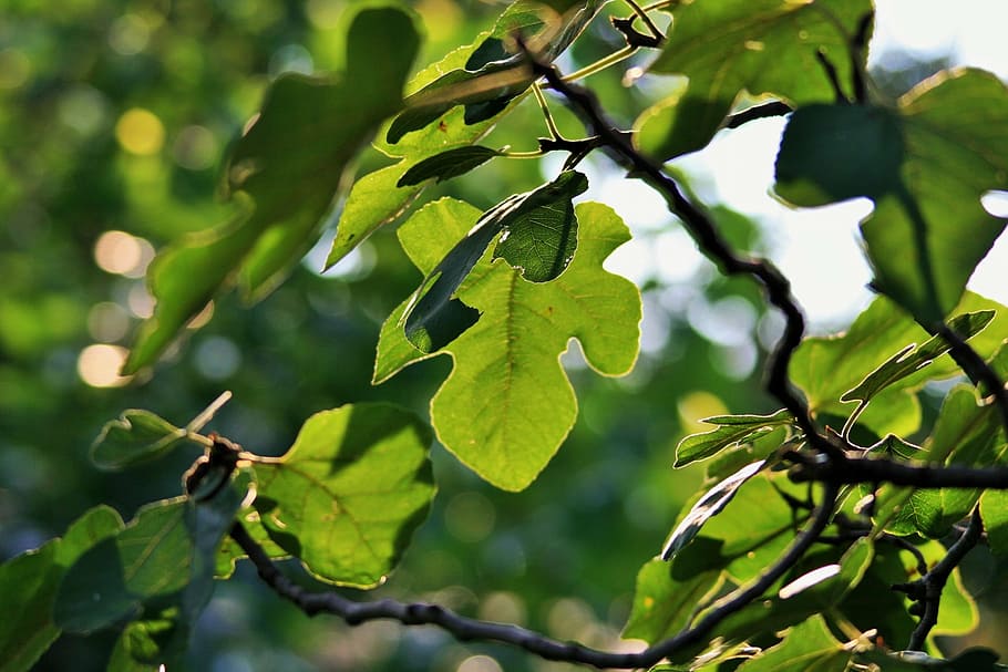 HD wallpaper: tree, fig, leaves, overhang, green, light, plant part, leaf 1...