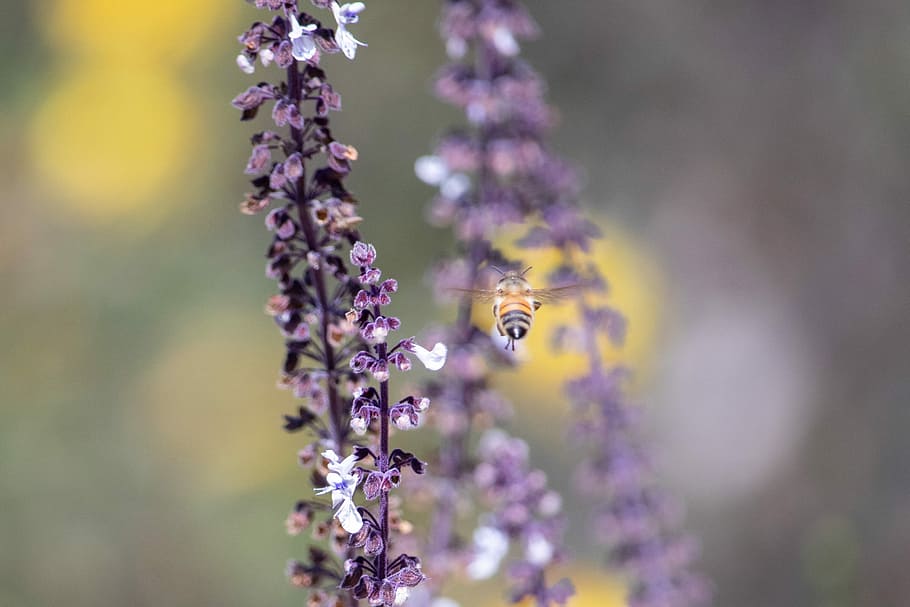 bee, flower, nature, flora, outdoors, summer, flowering plant HD wallpaper
