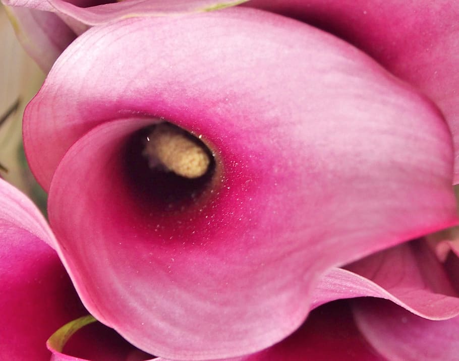 calla, violet, close up, single flower, close-up, flowering plant HD wallpaper