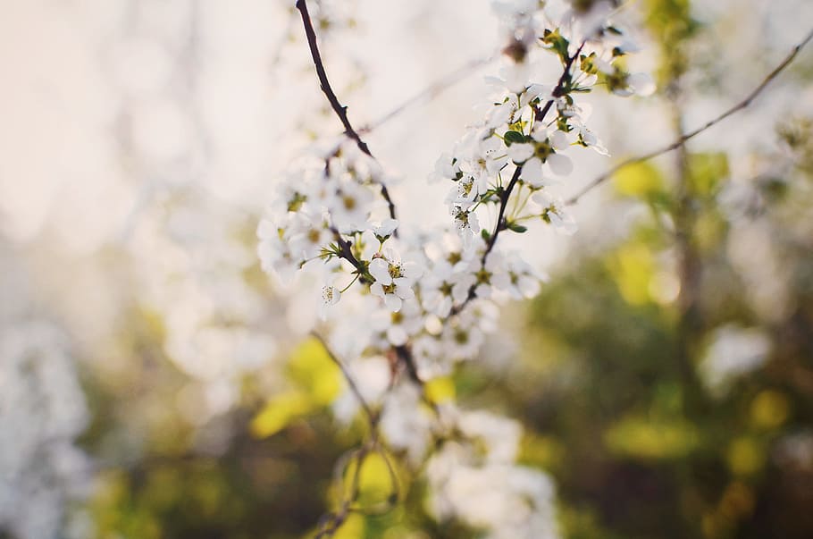white flowers, closeup photo of white petaled flowers, photography HD wallpaper