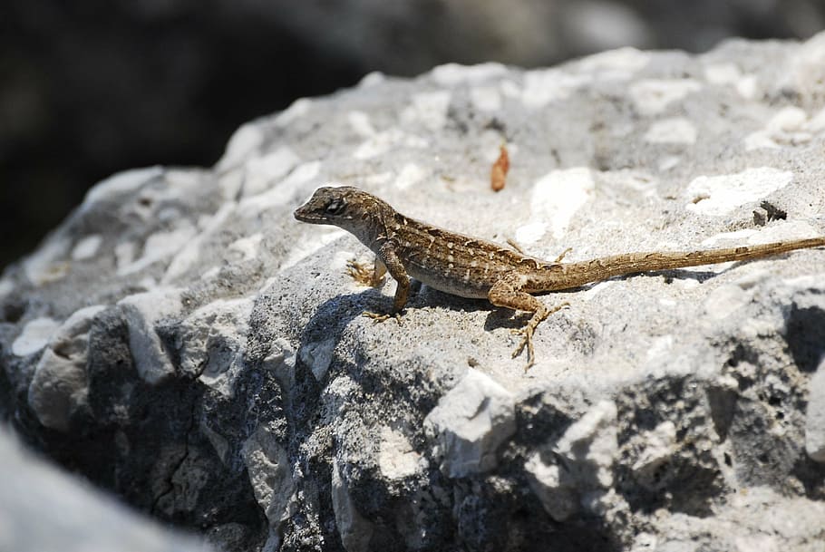 lizard, florida, beautiful lizard, reptile, nature, wildlife HD wallpaper