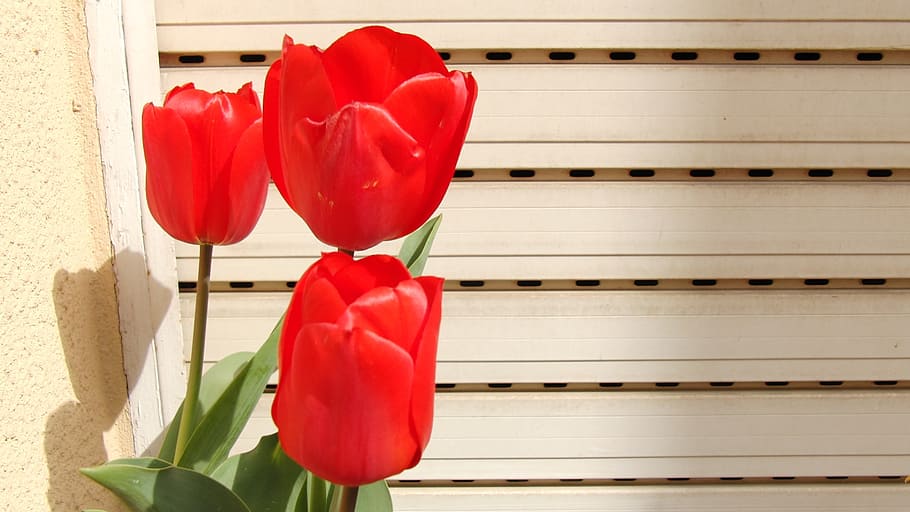 tulip, red, spring, no people, indoors, love, heart shape, boxing - sport HD wallpaper