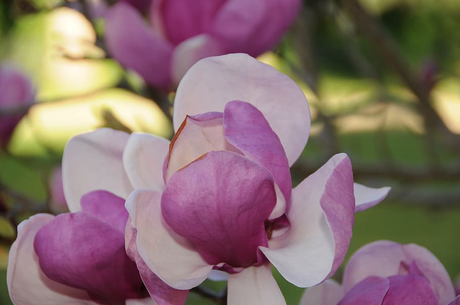magnolia tree, flower, flowering tree, spring, garden, flowering plant HD wallpaper