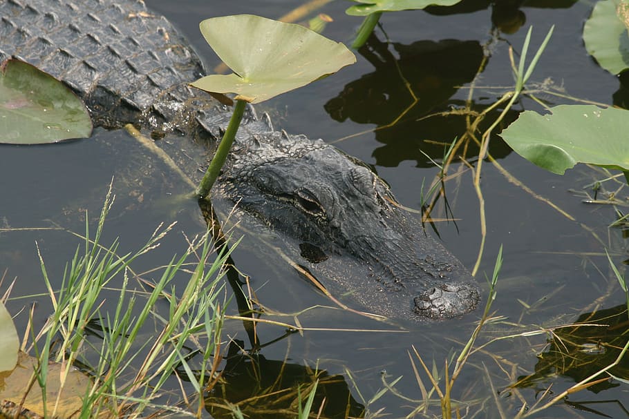 alligator, florida, everglades, predator, usa, mangroves, close HD wallpaper