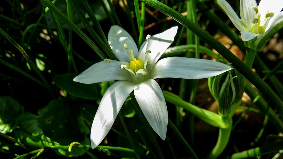 white, flower, white flower, spring, nature, sárma, plant HD wallpaper