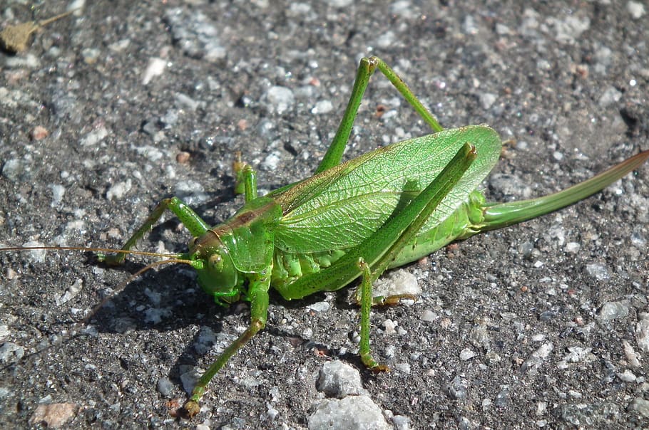 locusts, green, insect, animal themes, one animal, animal wildlife HD wallpaper
