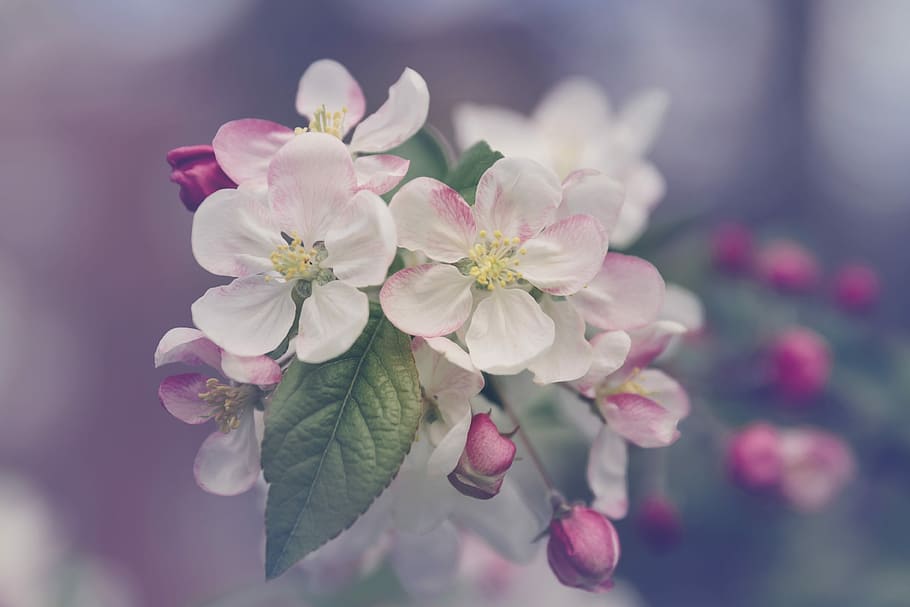 closeup photography of white and pink petaled flower, white petaled flowers photo HD wallpaper