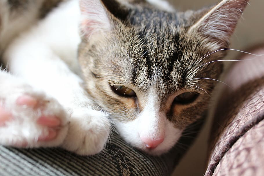 cat, face, resting, kitten, kitty, feline, pet, animal, domestic HD wallpaper