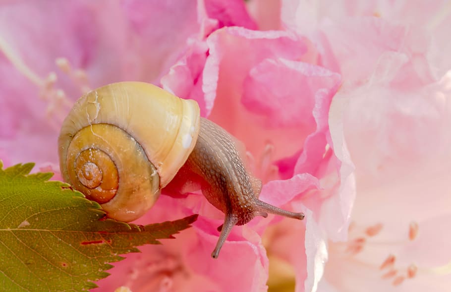 brown snail on pink petaled flowers, shell, spiral, molluscs HD wallpaper