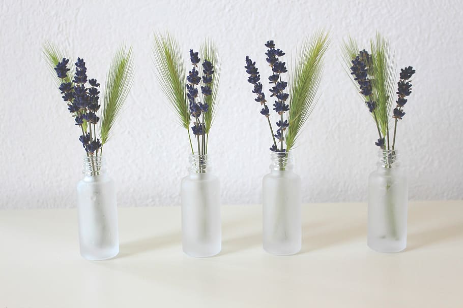 four clear glass vases with black and green lavender plants HD wallpaper