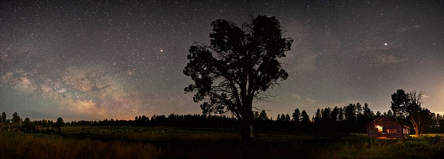 silhouette of tree near camp with bonfire under stars during nighttime, HD wallpaper