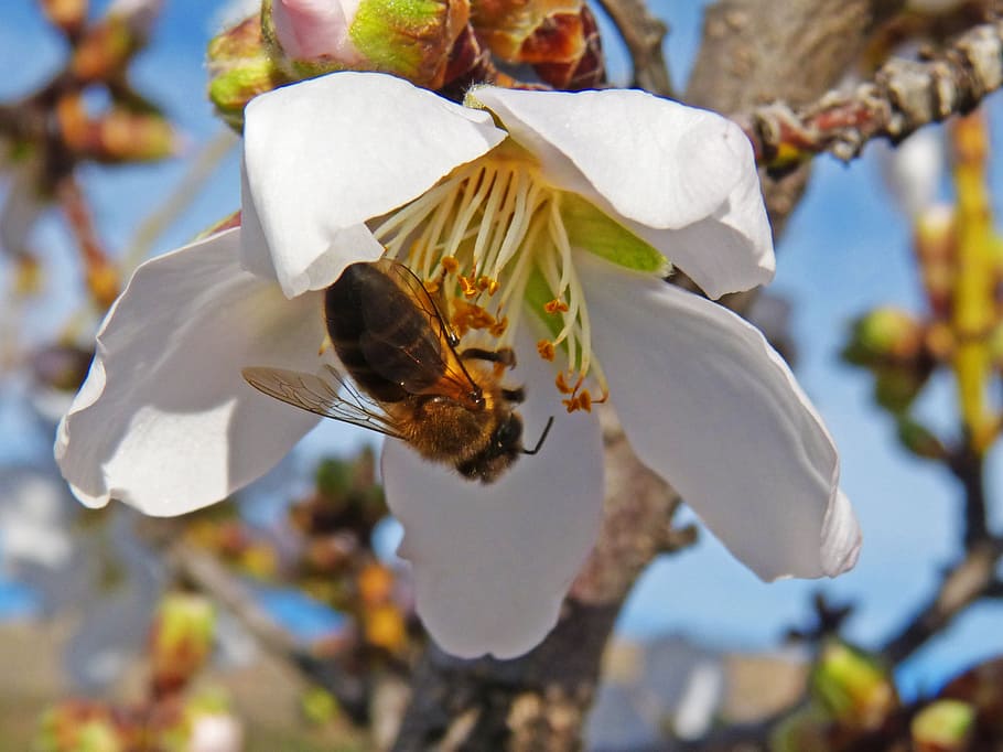 bee, almond flower, libar, flowering plant, fragility, vulnerability HD wallpaper
