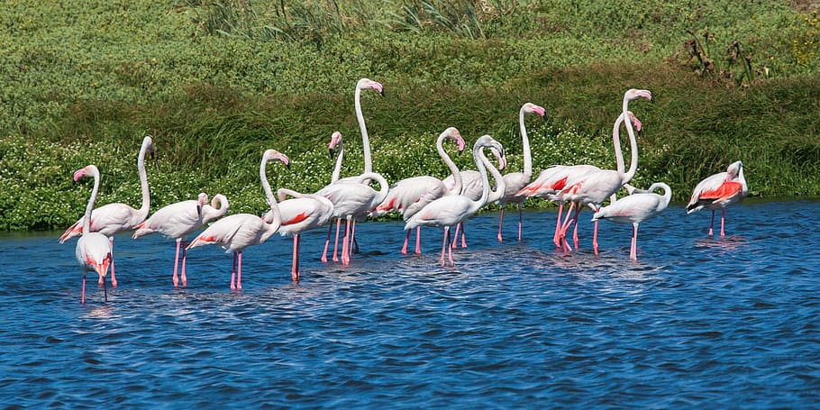greater flamingos, wading, blue water, pink, reflections, green vegetation
