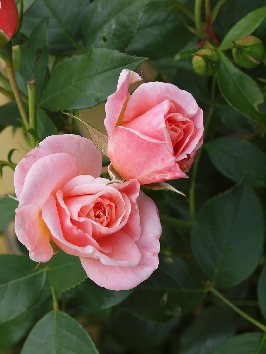 rose, flower, pink, plant, flowering plant, beauty in nature HD wallpaper