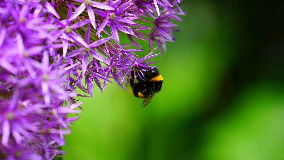 micro photography of bumble bee perching on flower, nature HD wallpaper