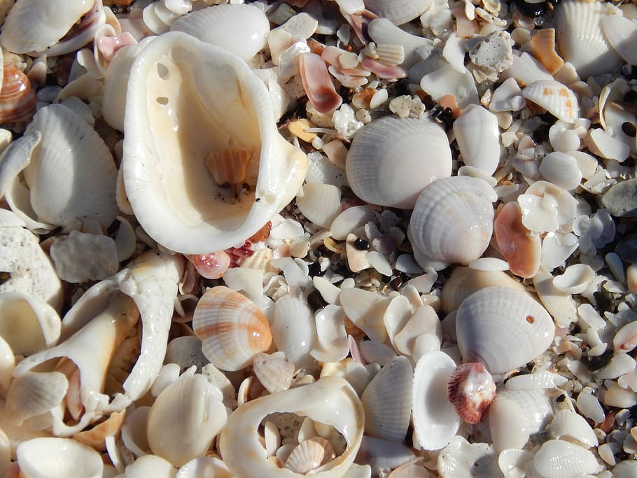 Shell, Beach, Sea Shell, Sand, vacation, ocean, water, beach sand HD wallpaper