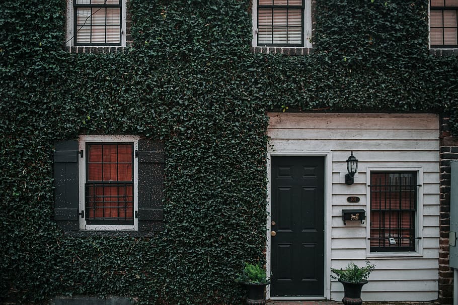 photo close house door, grass, plants, vase, window, glass HD wallpaper