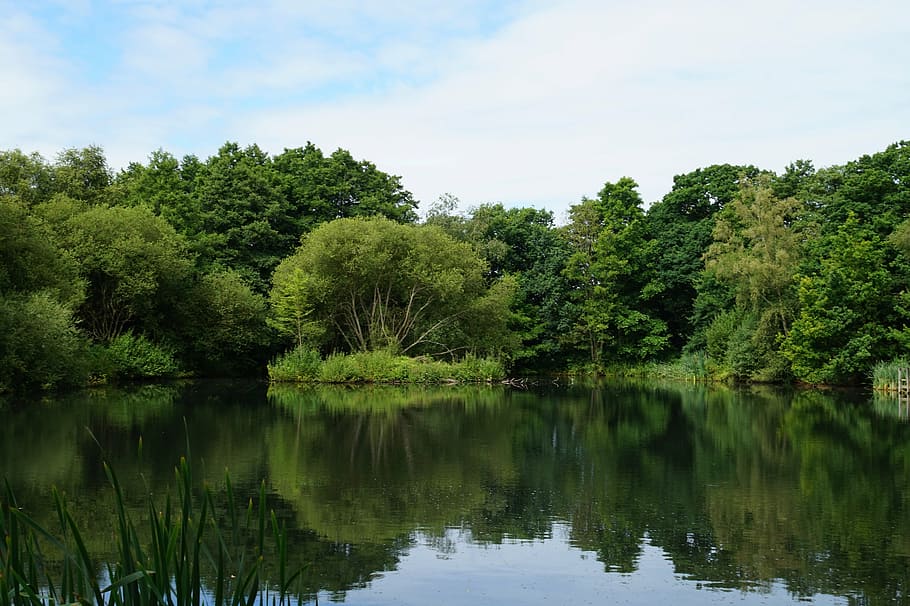 lake, forest, water, tree, nature, summer, landscape, sky, clouds HD wallpaper