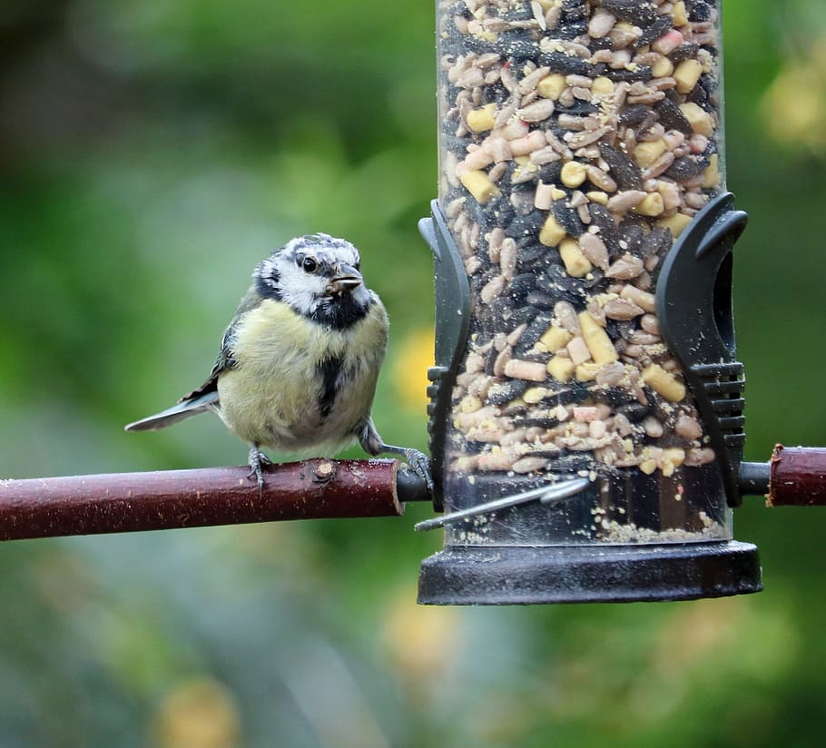 blue tit, young, baby, feeder, bird feeder, perched, song bird HD wallpaper