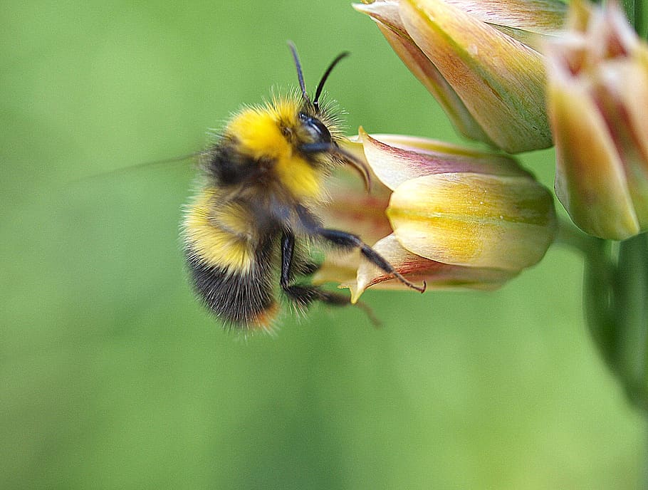 bee, nectar, insect, flower, garden, animals in the wild, invertebrate HD wallpaper