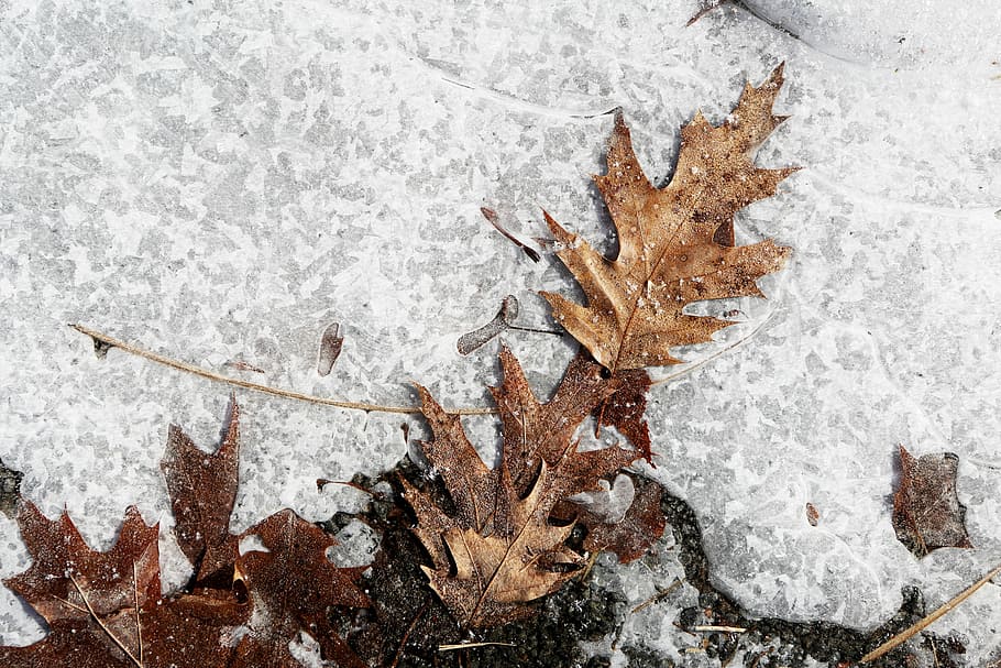 brown maple leaves, autumn, ice, white, winter, snow, nature HD wallpaper