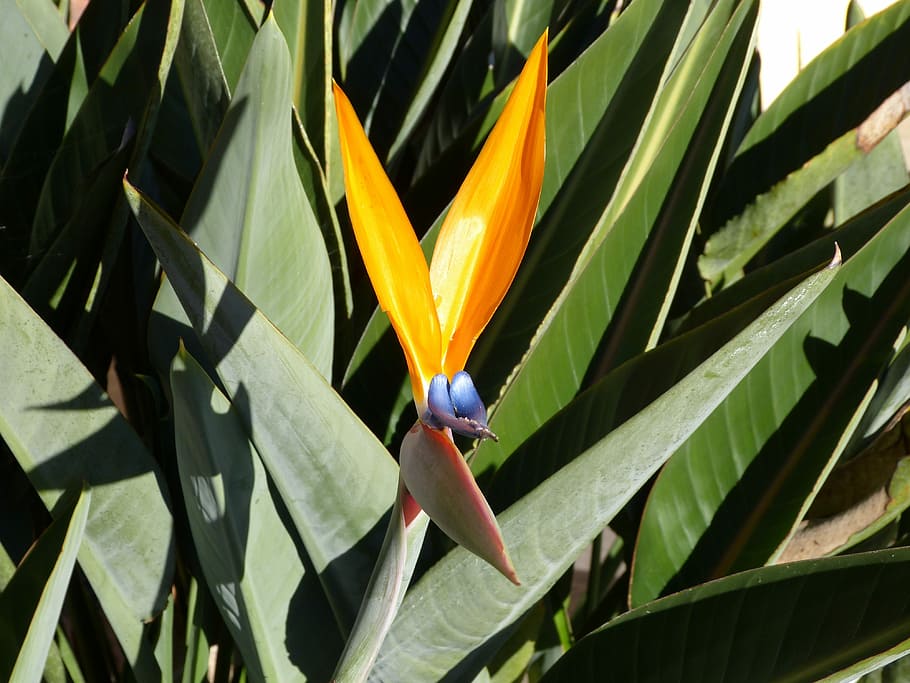 Flower, Leaves, Plant, nature, bird, outdoors, color Image HD wallpaper