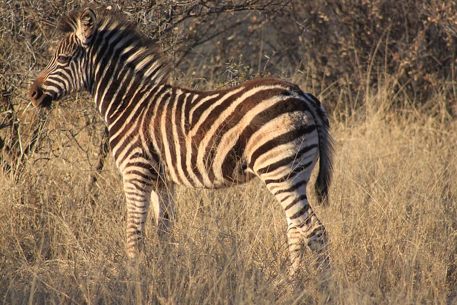 HD wallpaper: Zebra, Africa, Safari, Savanna, Wildlife, safari Animals ...