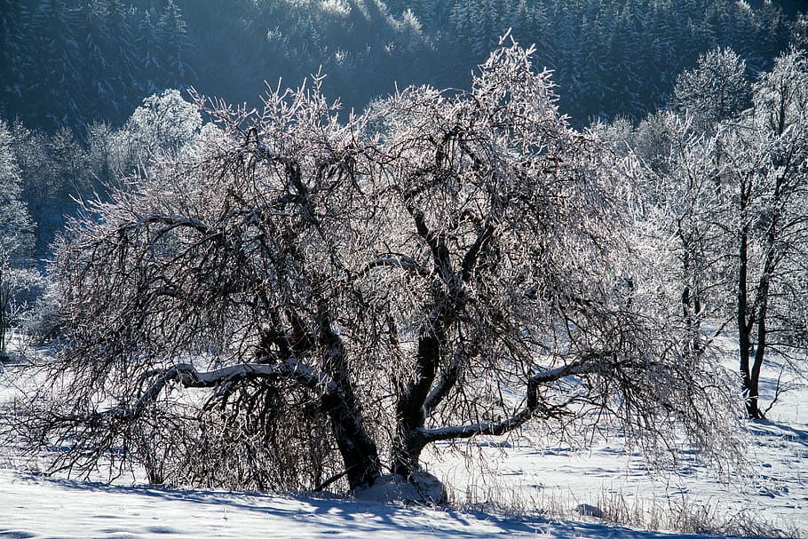 winter, snow, wintry, hochrhoen, wasserkuppe, rhön winter HD wallpaper