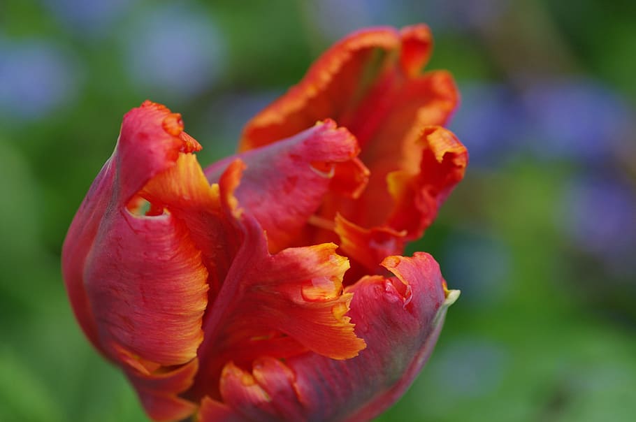 plant, blossom, bloom, macro, nature, flower, tulip, red, flowering plant HD wallpaper