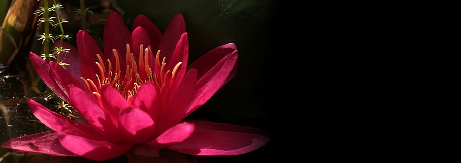 pink lotus flower, water lily, nuphar lutea, aquatic plant, blossom, HD wallpaper