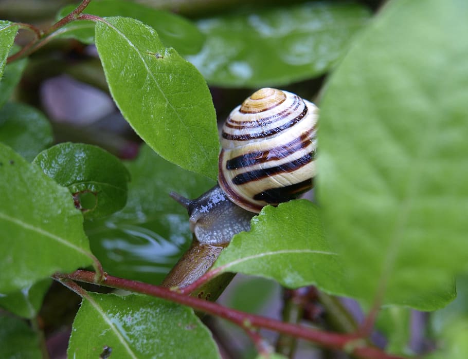 snail, shell, close up, rain, wet, plant part, leaf, invertebrate HD wallpaper