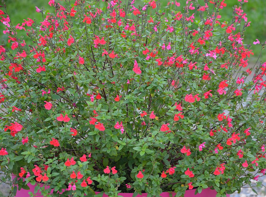 flower, sage, plant, nature, pink, common sage, isolated form HD wallpaper