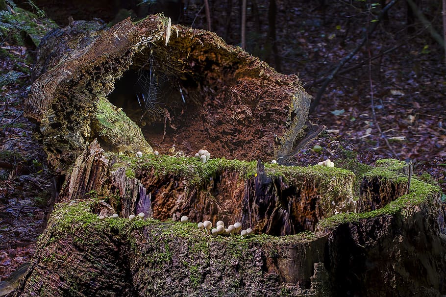 brown wood slab with moss, modern, log, tree trunk, storm wood HD wallpaper