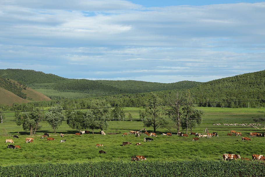 blue sky, white cloud, cattle and sheep, prairie, plant, field HD wallpaper
