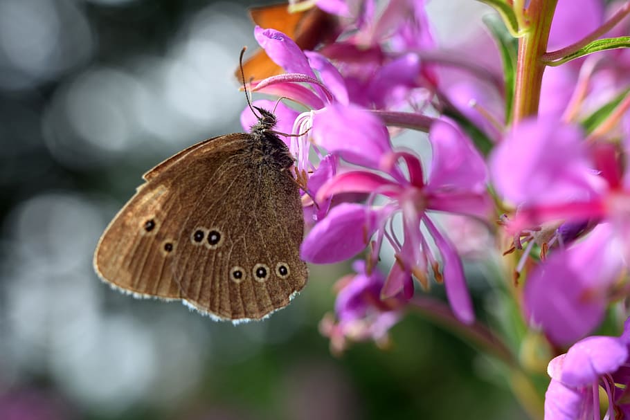 butterfly, blossom, bloom, nature, close, summer, flowers, pink HD wallpaper