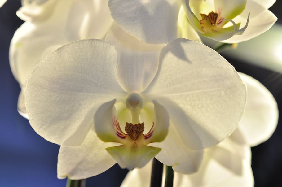 orchid, white, flower, blossom, bloom, flowering plant, vulnerability HD wallpaper