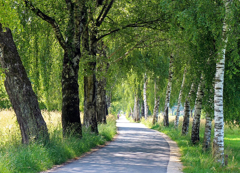 empty pathway between tall trees, avenue, birch, away, recovery HD wallpaper