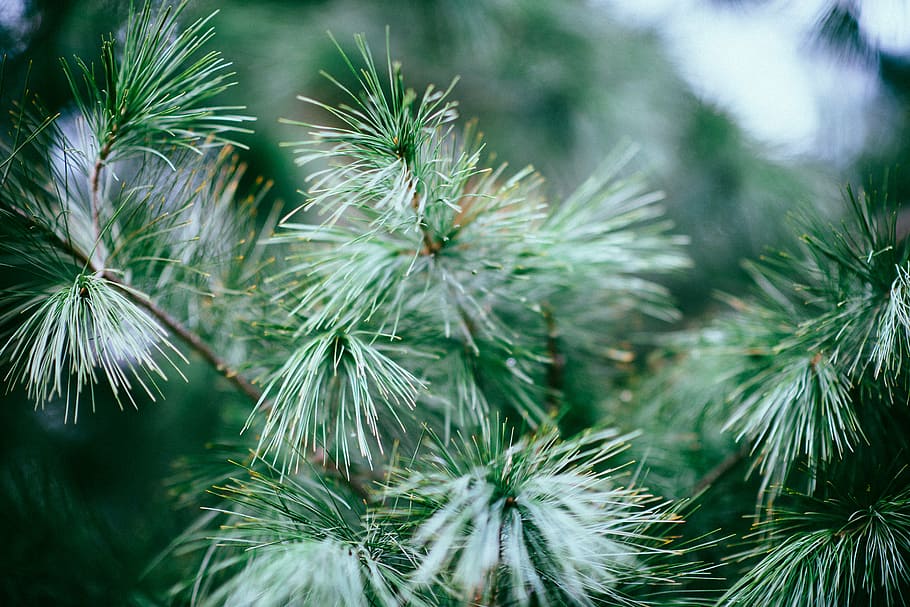 shallow focus photography of tree branches, nature, plant, conifere HD wallpaper