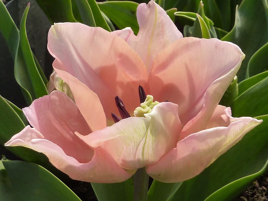 tulip, flower, pink, flowering plant, beauty in nature, fragility HD wallpaper