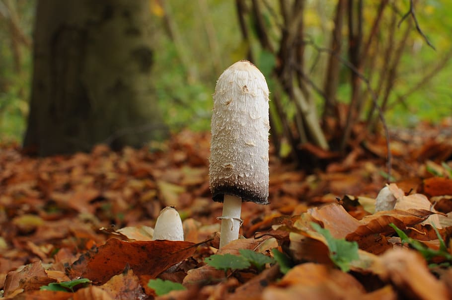 mushroom, plant, forest, land, plant part, leaf, growth, autumn HD wallpaper