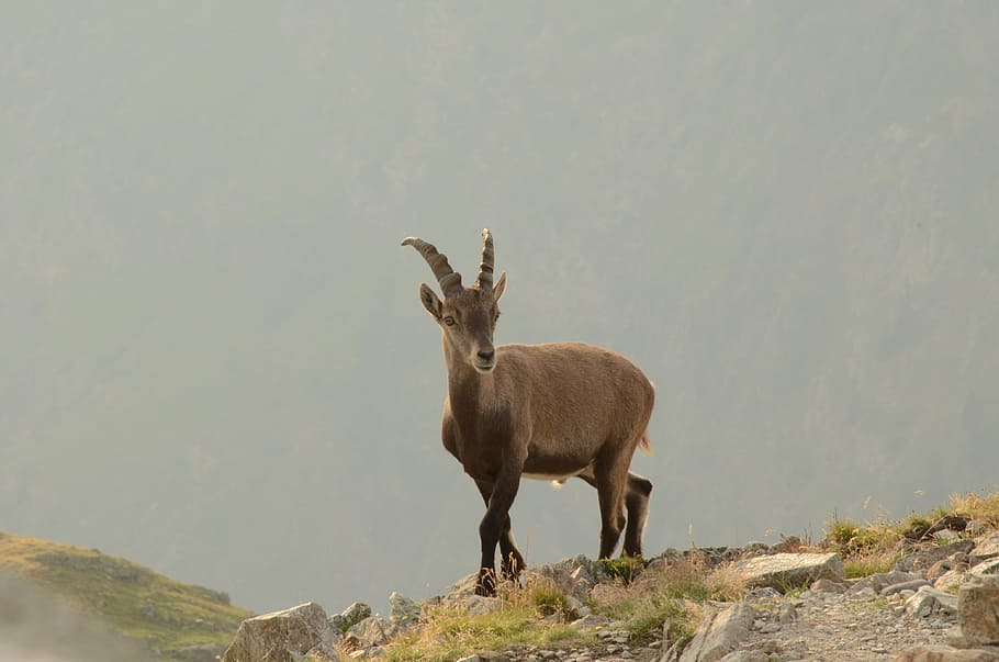 chamois, brevent, mountain, animal themes, mammal, animal wildlife HD wallpaper