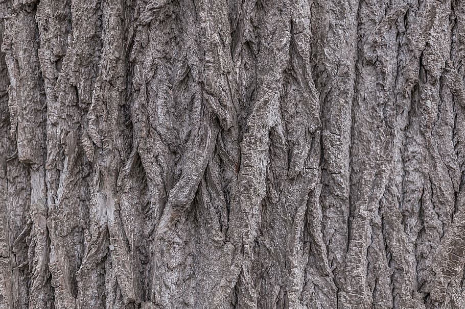 tree, tree bark, nature, close, full frame, backgrounds, textured HD wallpaper
