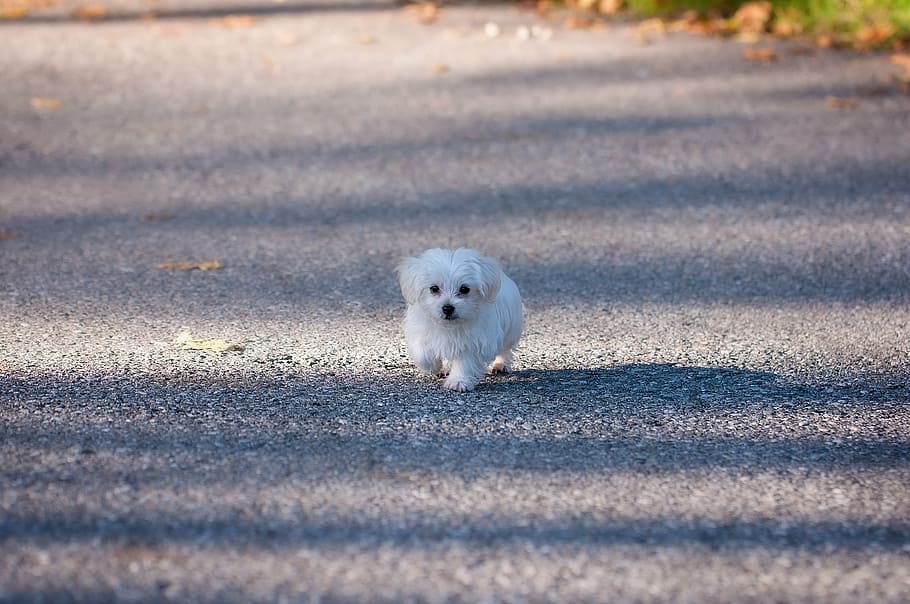 white Maltese puppy walking alone on pathway during daytime, dog