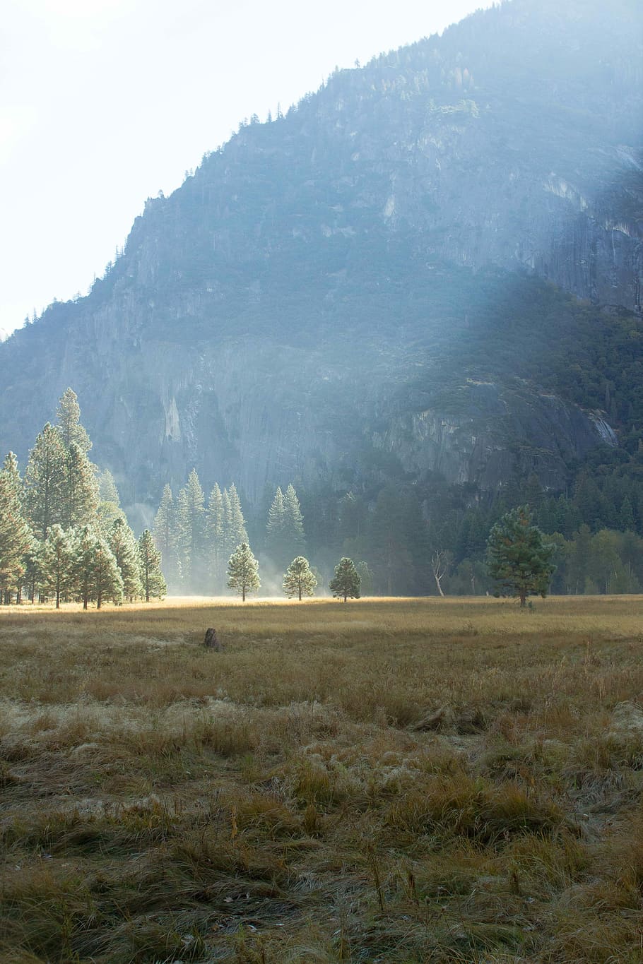 Yosemite, Mist, Field, tree, nature, mountain, forest, fog HD wallpaper