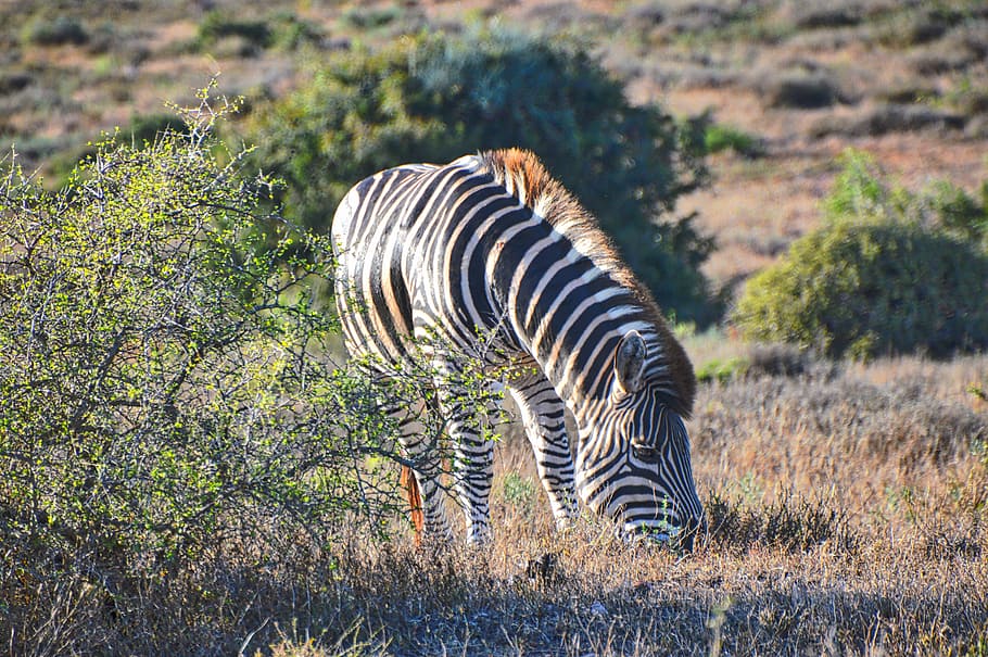 zebra eating grass during daytime, photo of black and white zebra on brown grass HD wallpaper
