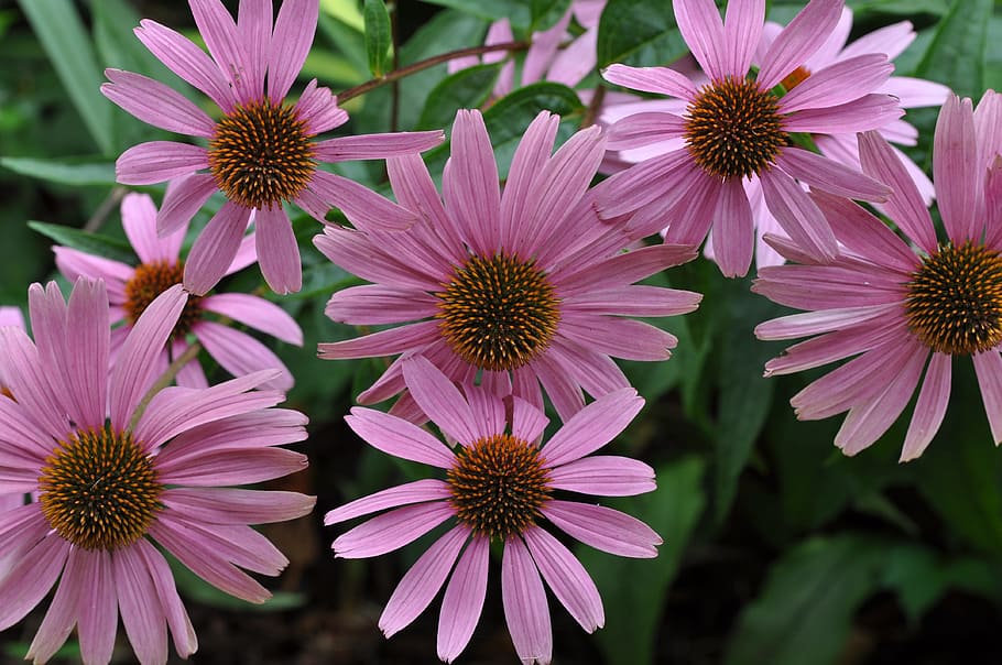 Floral, Flowers, Pink, purple, day, plant, nature, no people HD wallpaper